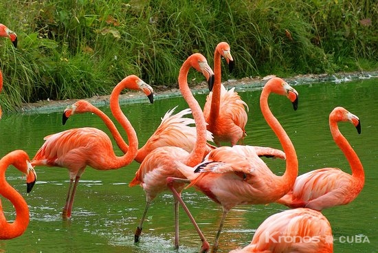 Birdwatching in Salinas de Brito - Jeep Safari "Nature Tour "Birdwatching in Salinas de Brito"