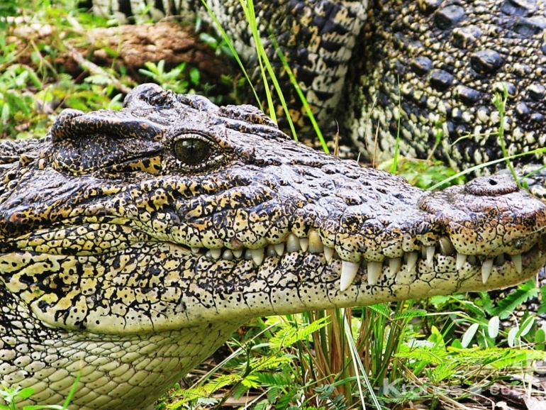 cocodrilo, Ciénaga del Lanier, Isla de la Juventud, Cuba - Nature Tour "Viaje a los Orígenes"