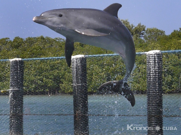 Dolphin show at Cayo Santa María dolphinarium - Dolphin show at Cayo Santa María Dolphinarium Tour