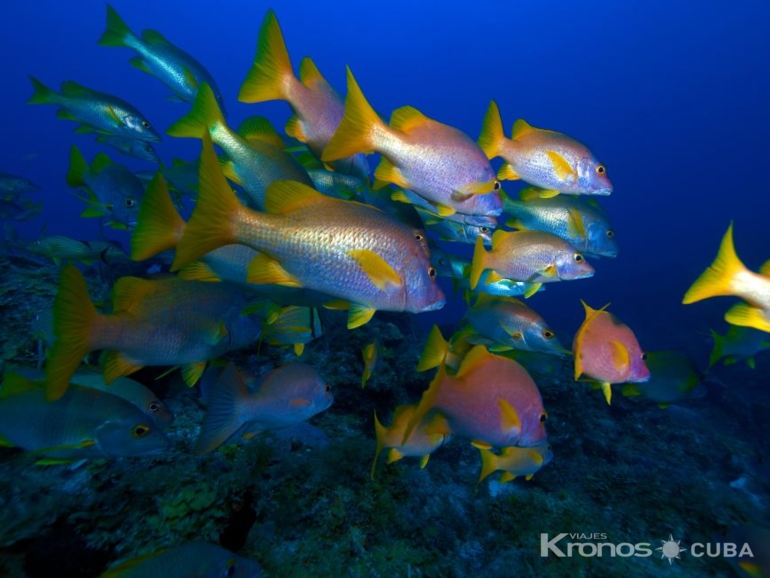 "Snorkeling from Marea del Portillo" Tour - "Snorkeling from Marea del Portillo" Tour