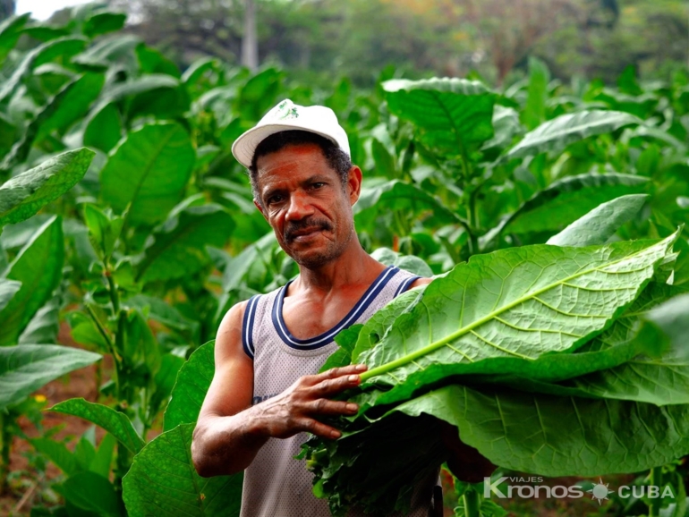  - Excursión “EL MUNDO DEL TABACO”