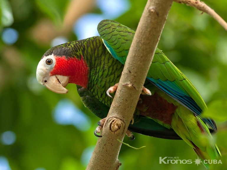 Cotorra, Las Bermejas Trail - Nature Tour "Birdwatching on the Bermeja Trail"