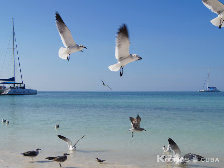 Seafari Cayo Blanco, Varadero - Excursión "Seafari Cayo Blanco desde Trinidad"