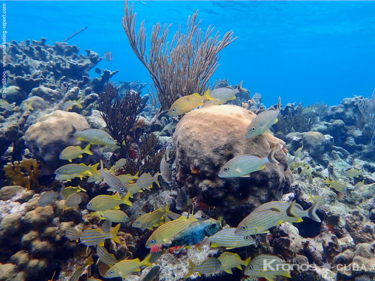 Fish in Punta Perdiz - Jeep Safari “NATURE TOUR CARIBBEAN DAY” (CIENAGA DE ZAPATA, A BIOSPHERE RESERVE)