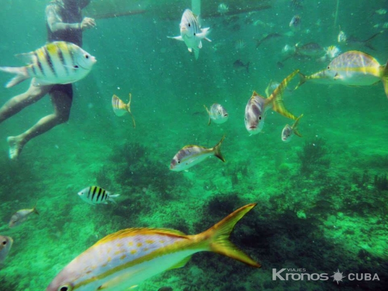  - SNORKELING TOUR IN THE ¨OQUENDO¨
