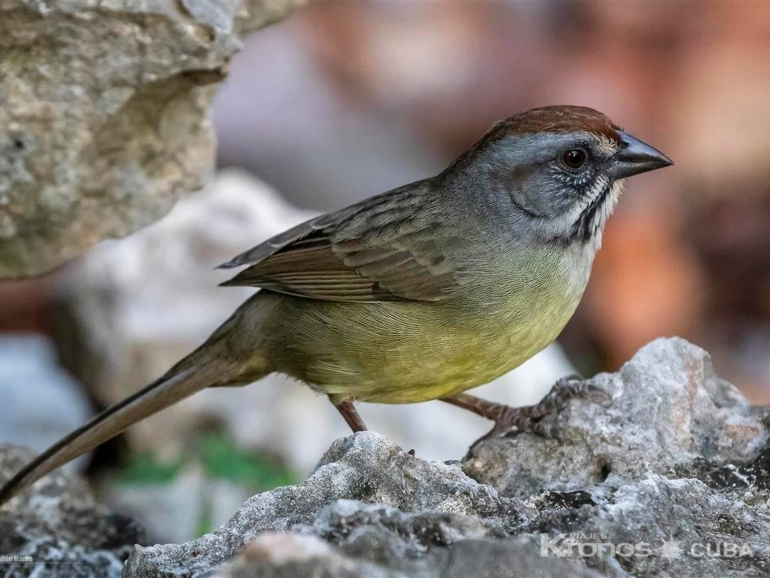  - Nature Tour "Birdwatching on the Hondones Trail"