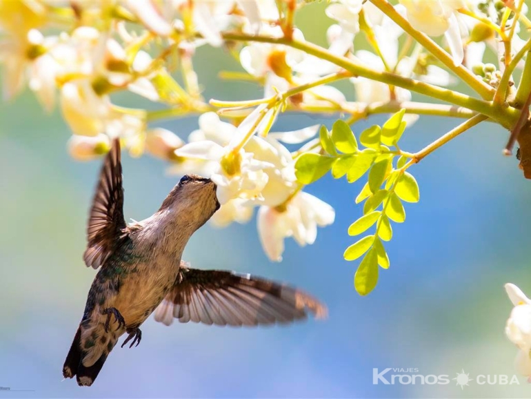  - Nature Tour "Birdwatching, Nature and History"