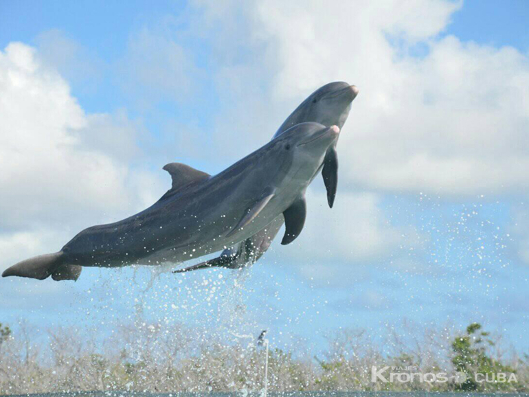 Dolphins at Cayo Guillermo dolphinarium - "Enjoy a morning swim with dolphins in Cayo Coco" Tour