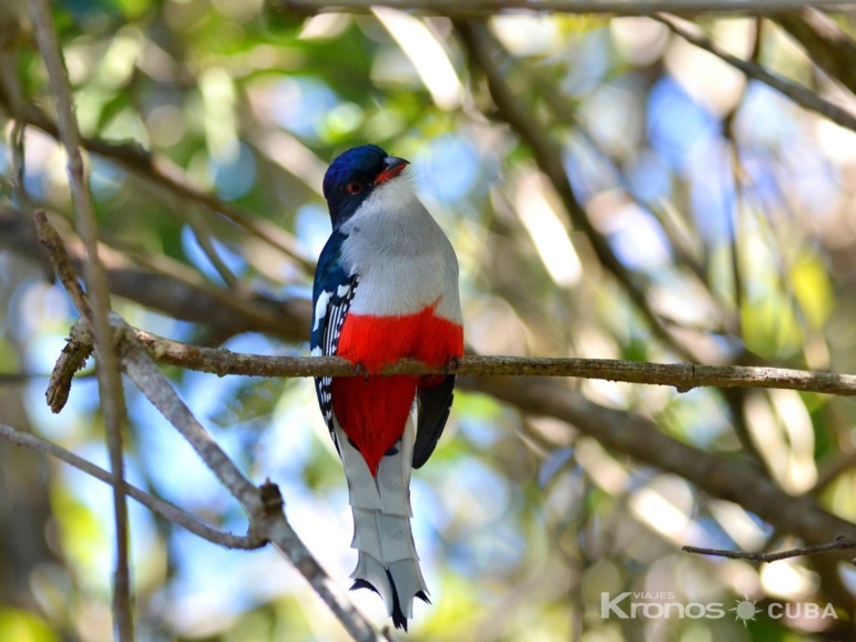 Tocororo, -“Birdwatching tour ”, Las Terrazas - "Bird watching" tour, Las Terrazas