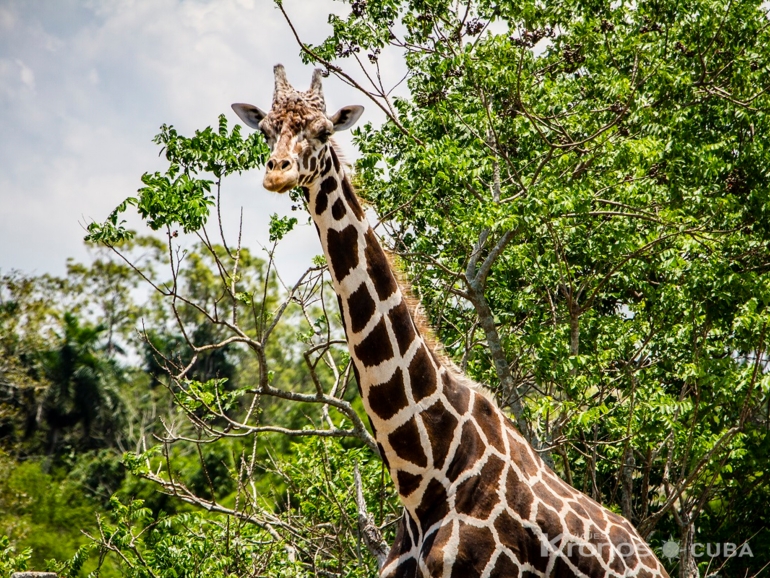  - Jeep Safari “Nature Green Tour Havana”