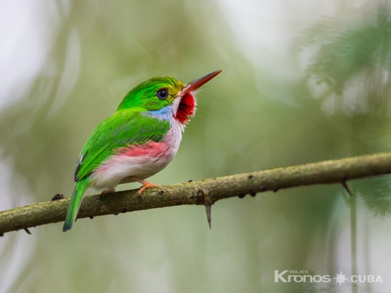 Birdwatching in Cayo Coco - Nature Tour "Birdwatching"