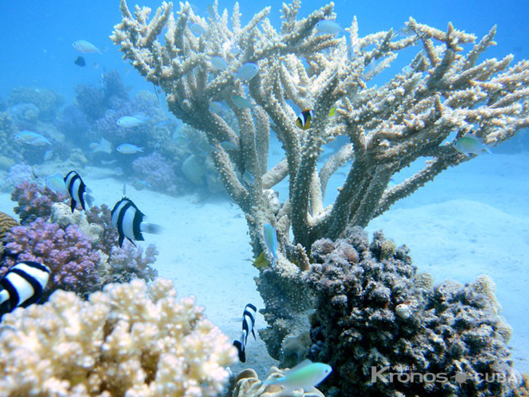 Scuba diving in Trinidad. Cuba - "Cursos de buceo de Certificación Internacional ACUC" Trinidad