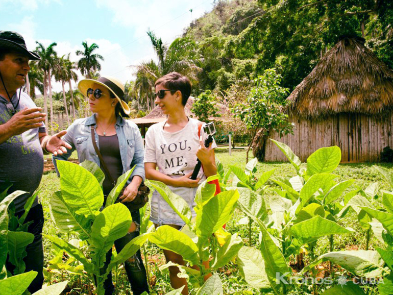 Tobacco plantations, Tobacco Route - "Ruta del tabaco Jeep Safari"