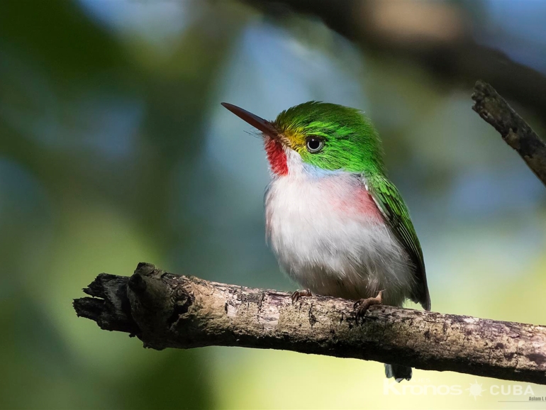 Cartacuba, exotic bird of Cuba - Jeep Tour "Birdwatching ( La Grieta)"