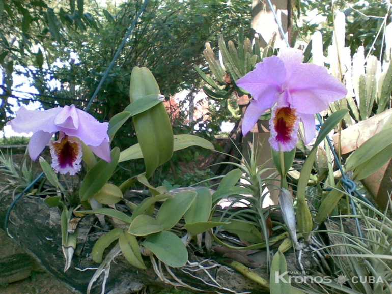 Orquideas  - ”Visit to the Agroecological and Medicinal Plants Farm” - ”Visita a la Finca Agroecológica y de Plantas medicinales”