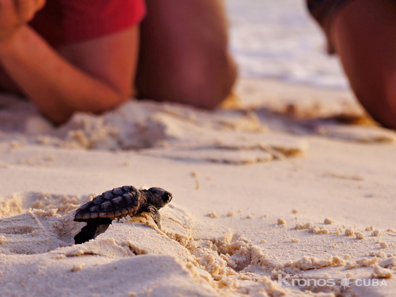 Turtle Nesting and Release Sighting" Tour - Excursión "Avistamiento de la Anidación y liberación de Tortugas"