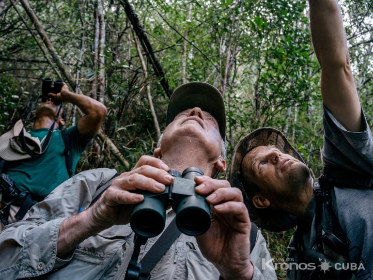 "Night birdwatching" - "Observación de Aves Nocturnas"