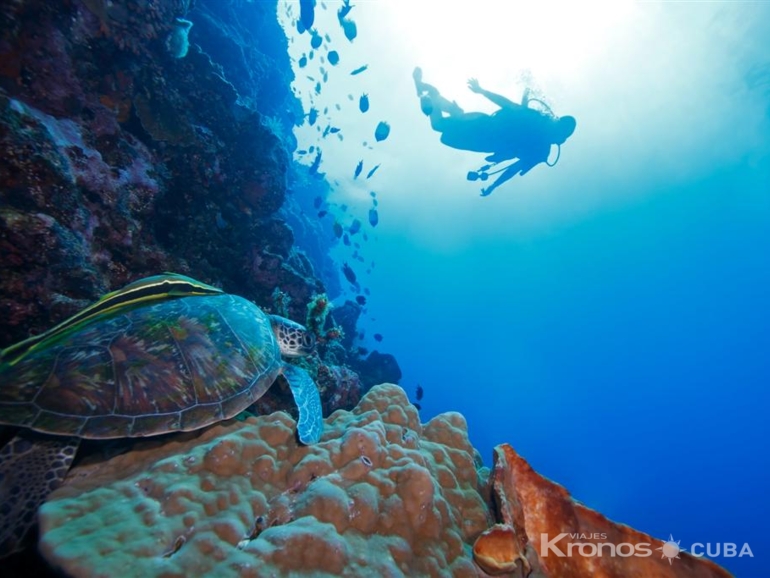 Scuba diving tour in Cayo Santa María - Excursión de “Buceo en Cayo Santa María”