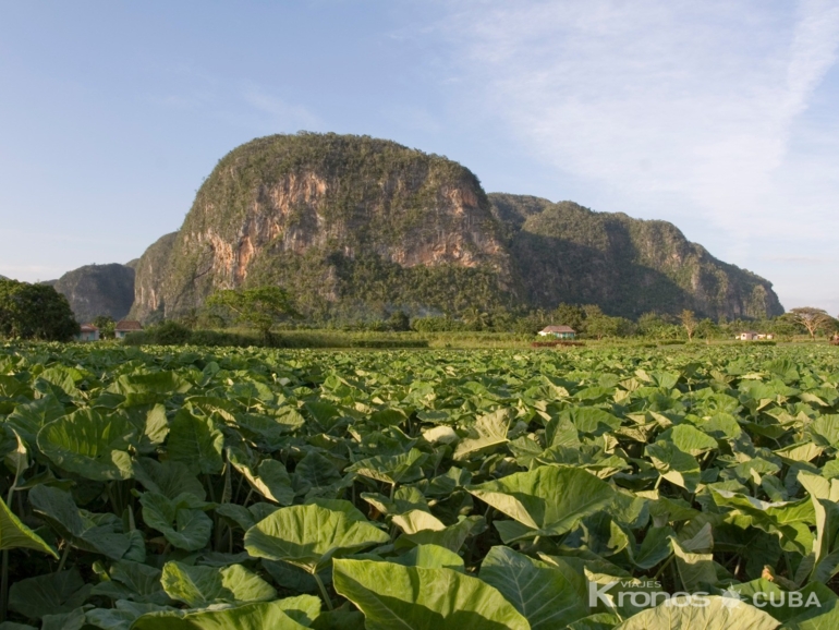 Panoramic Viñales Valley view - "Viñales - Cayo Levisa Overnight Tour"