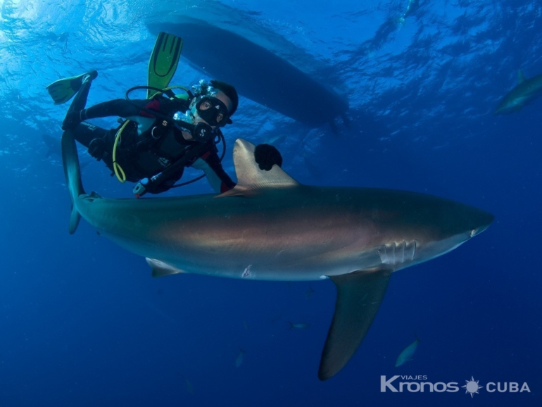 Scuba diving tour in Jardines de la Reina - Jardines de la Reina, Ciego de Ávila, Cuba