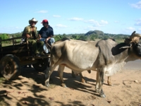 Local farmers