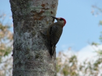 Endemic Cuban birds