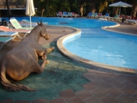 Pool view