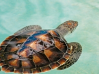 Turtle observation, egg laying and release programme.