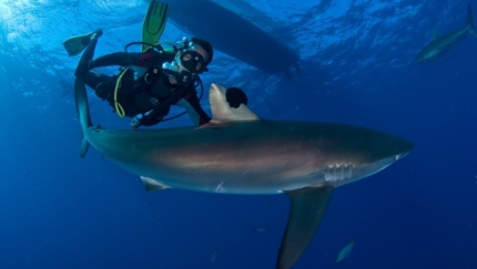 Scuba diving tour in Jardines de la Reina