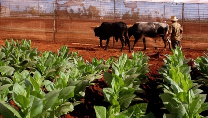 Tobacco plantations in Pinar del Río