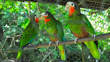 Parrot breeding farm, JEEP NATURE TOUR PENINSULA DE ZAPATA - CIENFUEGOS Group Tour