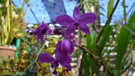 Orquideario de soroa,JEEP BEACH TOUR OCCIDENTE Group Tour