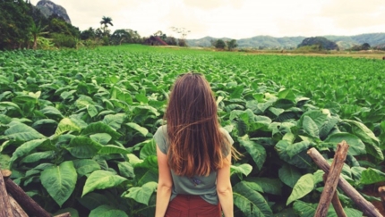 Tobacco Plantations, Viñales, JEEP BEACH TOUR OCCIDENTE Group Tour