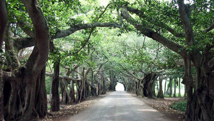 La Demajagua Forest, YOUTH ISLAND BIKE TOUR