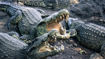 Crocodile farm, MOTORCYCLE TOUR FROM HAVANA TO CIENFUEGOS.