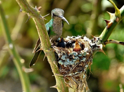 Colibri, Turquino National Park