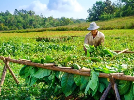 Viñales valley tobacco plantations