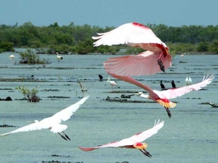 Birdwatching in Salinas de Brito