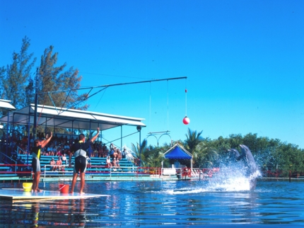 Dolphin show at Varadero dolphinarium, Varadero beach, Matanzas