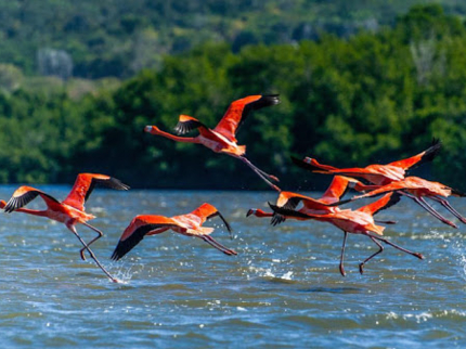 Birdwatching in Salinas de Brito