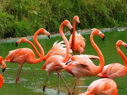 Birdwatching in Salinas de Brito