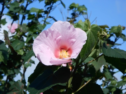 Jardin Botanico Aves del paraiso, Santiago de Cuba