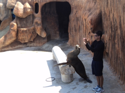 Sealions show at Cayo Santa María dolphinarium, Holguín