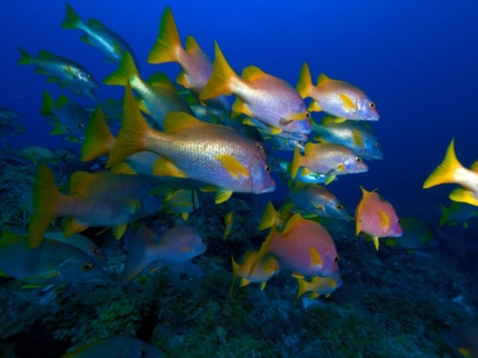 "Snorkeling from Marea del Portillo" Tour