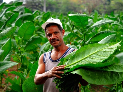 Excursión “EL MUNDO DEL TABACO”