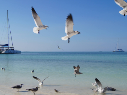 Seafari Cayo Blanco, Varadero