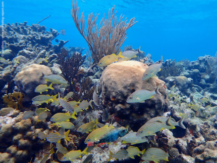 Fish in Punta Perdiz