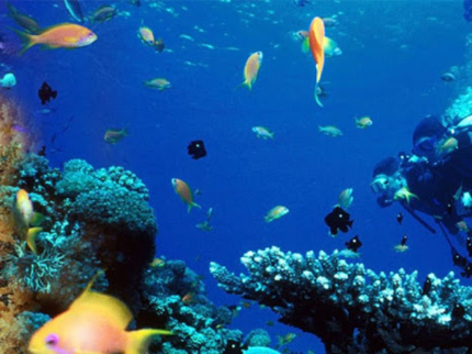 Snorkeling in the coral reff in Santa Lucia