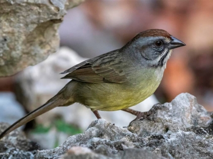 Nature Tour "Birdwatching on the Hondones Trail"