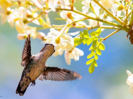 Nature Tour "Birdwatching, Nature and History"